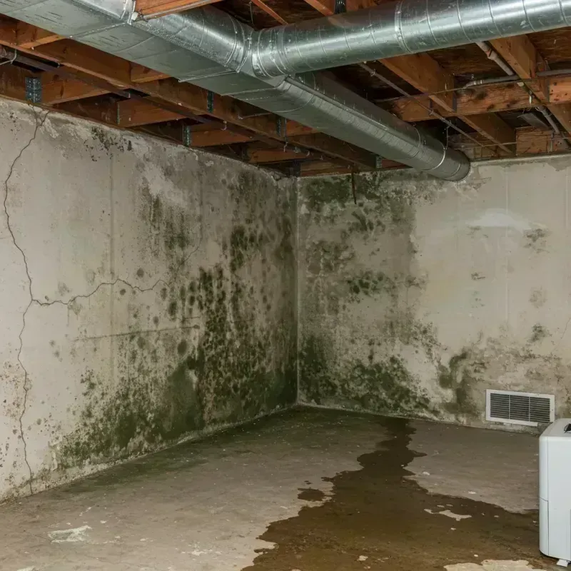 Professional Mold Removal in Oak Lawn, IL